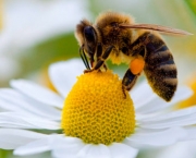 abelhas (17)