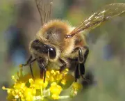 abelhas (18)