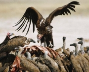 ca. 1970-1990, Hwange National Park, Zimbabwe --- Whitebacked vultures feeding on a carcass previously killed by a lion. --- Image by © Peter Johnson/CORBIS