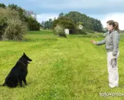 Adestramento de Cães (1)