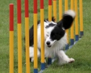Adestramento de Cães (2)