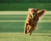 Adestramento de Cães (3)