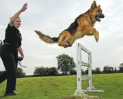 Adestramento de Cães (5)