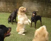 Adestramento de Cães (6)