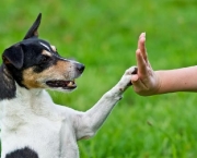 Adestramento de Cães (7)