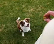 Adestramento de Cães (8)