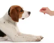 Adestramento de Cães (10)