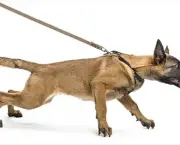 Adestramento de Cães (11)