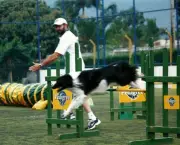 Adestramento de Cães (13)