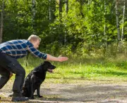 Adestramento de Cães (17)