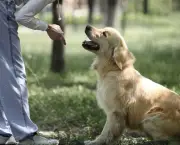 Adestramento de Cães em Grupo (5)