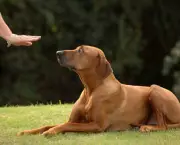 Adestramento de Cães em Grupo (10)