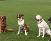 Adestramento de Cães em Grupo (12)