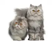 Portrait of Persian cats, 7 months old,, sitting