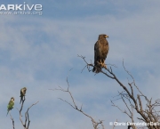 ARKive image GES140264 - Crowned eagle