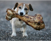 Alimentar Cão Que Não Gosta De Comer (3)