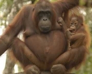Orangotango-mãe-com-seu-filhote
