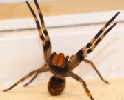 Aranha-armadeira-entre-os-animais-mais-perigosos-do-mundo