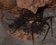 Aranha Caçadora Gigante (5)