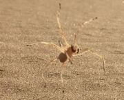 Aranha do Deserto (3)