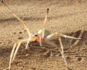 Aranha do Deserto (6)