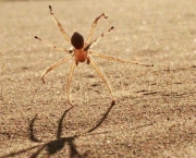 Aranha do Deserto (7)