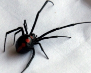 Aranha Preta com Patas Vermelhas (1)