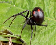 Aranha Preta com Patas Vermelhas (2)