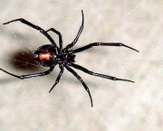 Aranha Preta com Patas Vermelhas (5)
