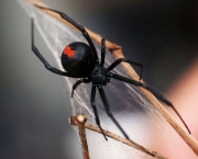 Aranha Preta com Patas Vermelhas (6)
