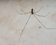 Aranhas Domésticas (1)