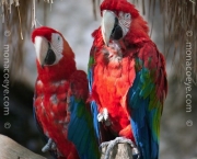 ara_chloroptera_red_and_green_macaw_01