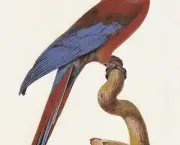 Arara-vermelha-de-cuba