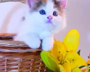 little kitten in a basket and flowers