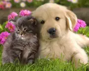 Cats and-Kittens and Dogs and Puppies