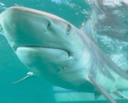 Ataques de Tubarões (5)