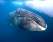 Baleia da Groenlandia (1)