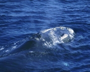 Baleia da Groenlandia (3)