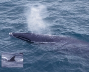 Baleia da Groenlandia (4)