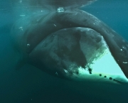 Baleia da Groenlandia (5)