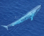 Baleia da Groenlandia (6)