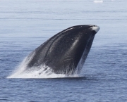 Baleia da Groenlandia (7)