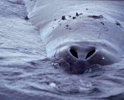 Baleia da Groenlandia (8)