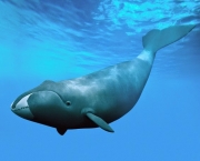 Baleia da Groenlandia (9)
