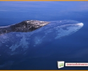 Baleia da Groenlandia (11)