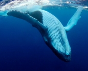Baleia da Groenlandia (12)