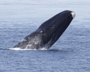 Baleia da Groenlandia (13)