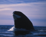 Baleia da Groenlandia (14)