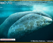 Baleia da Groenlandia (15)