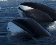 Baleia da Groenlandia (16)